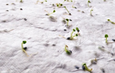 Logo trade business gift photo of: A4 wildflower seed paper sheet