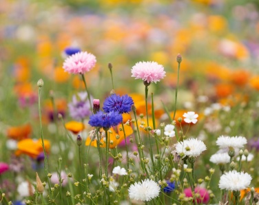 Logo trade advertising products image of: A6 wildflower seed paper sheet