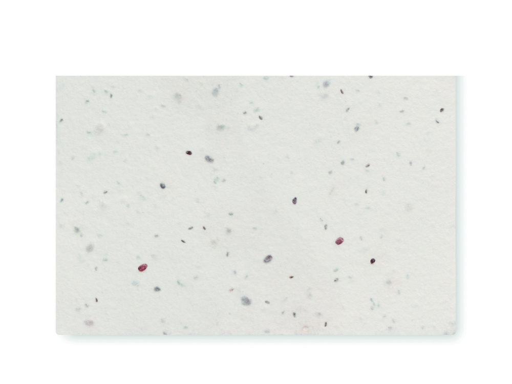 Logo trade promotional product photo of: Wildflower seed business card.