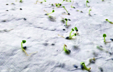 Logo trade promotional merchandise image of: Wildflower seed business card.